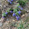 Ground ivy