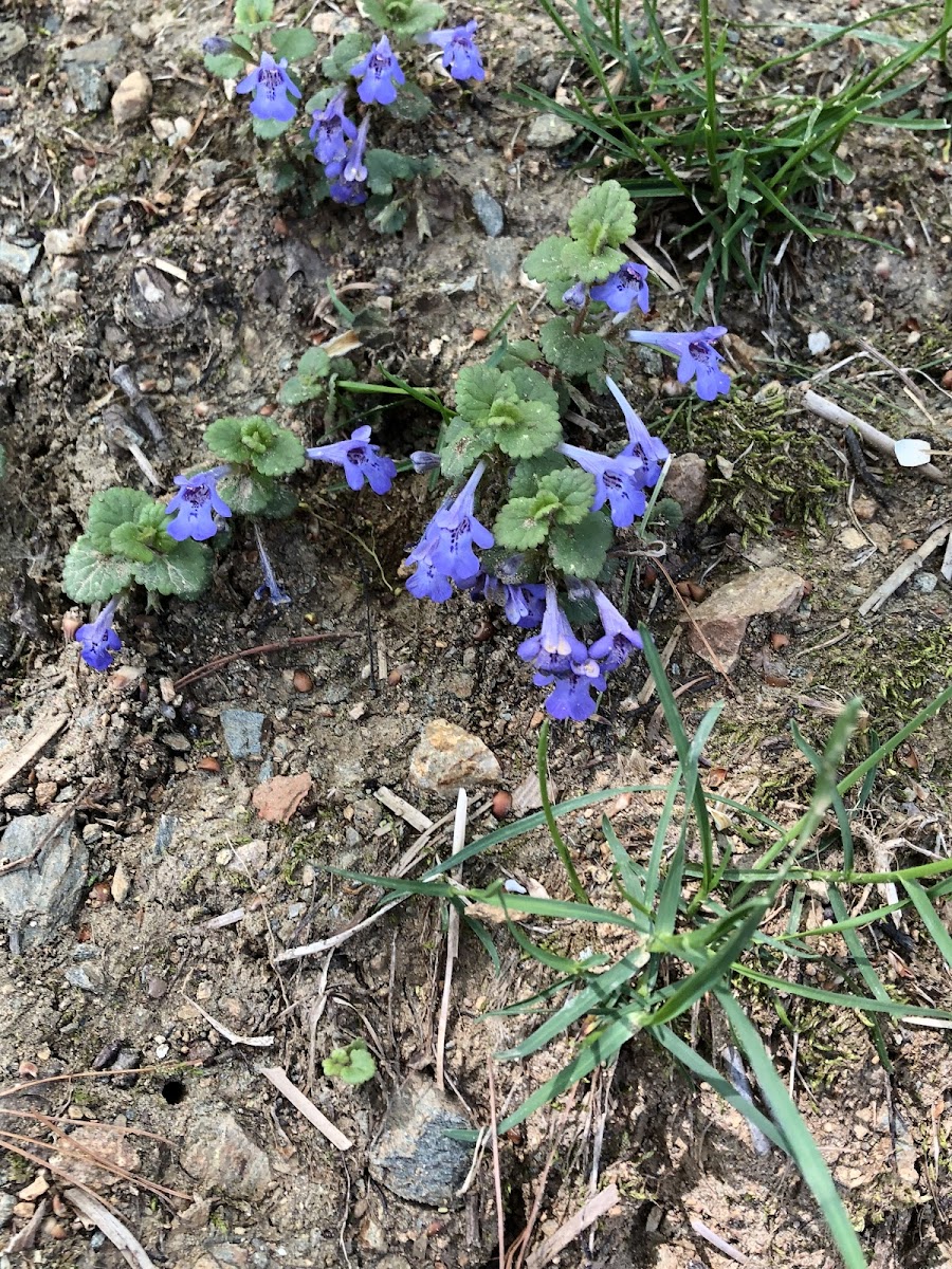 Ground ivy