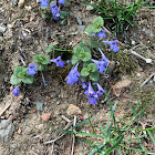 Ground ivy