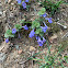 Ground ivy