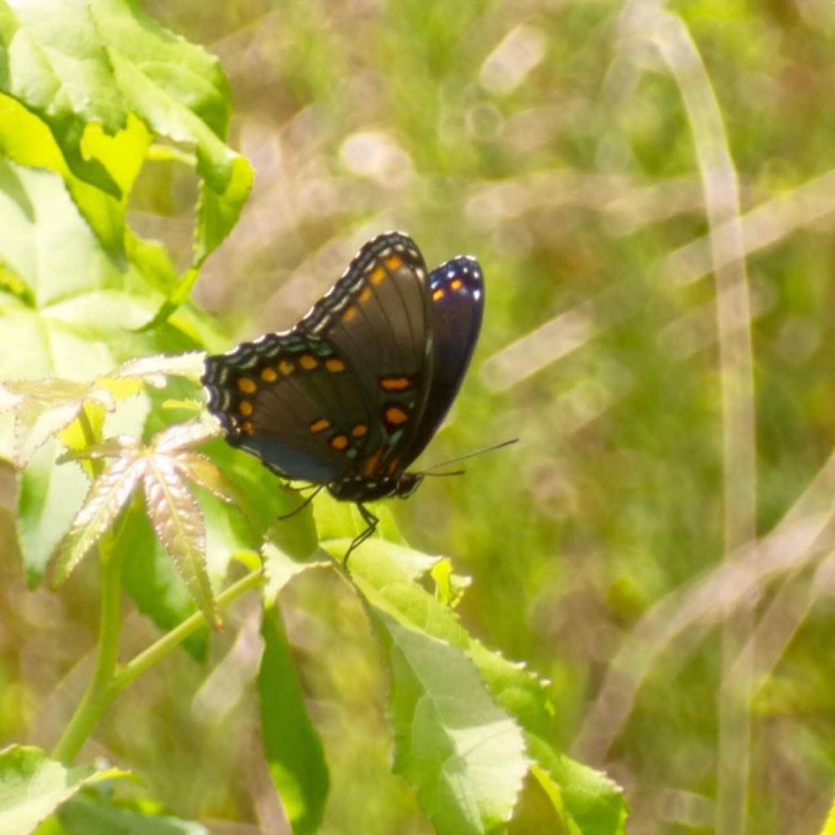 Red-spotted Purple