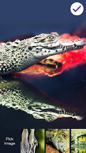 Crocodile Alligator Caiman  PIN Lock(圖3)-速報App