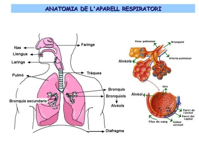 C:\Users\marta\Desktop\apa.jpg