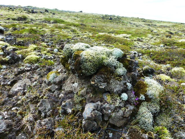 Costa Sur. De Kirkjubaejarklaustur a Skogar. - SORPRENDENTE ISLANDIA (3)