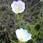 Evening Primrose