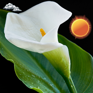 Download Calla Flower Clock Widget For PC Windows and Mac