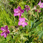 Sticky Purple Geranium