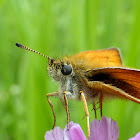 European Skipper