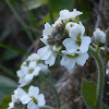 Northern Rockcress