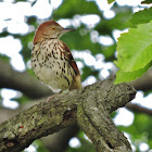 Brown thrasher