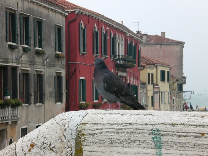 Sentinella di paola.verzegnassi