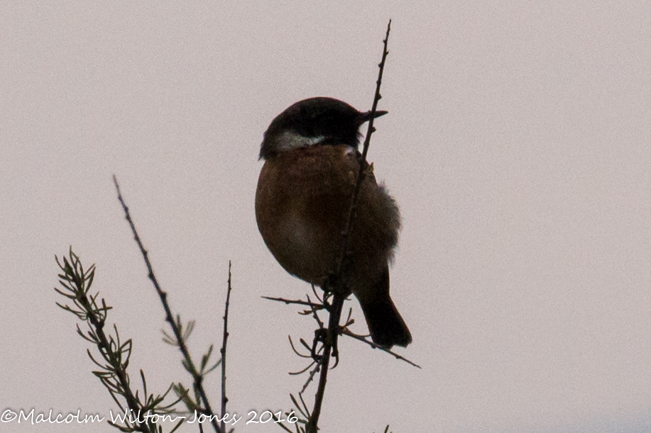 Stonechat; Tarabilla Común