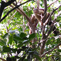 Malabar giant squirrel