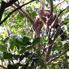 Malabar giant squirrel