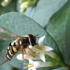 Hoverfly