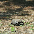 Gopher Tortoise