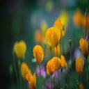 Yellow Meadow Chrome extension download