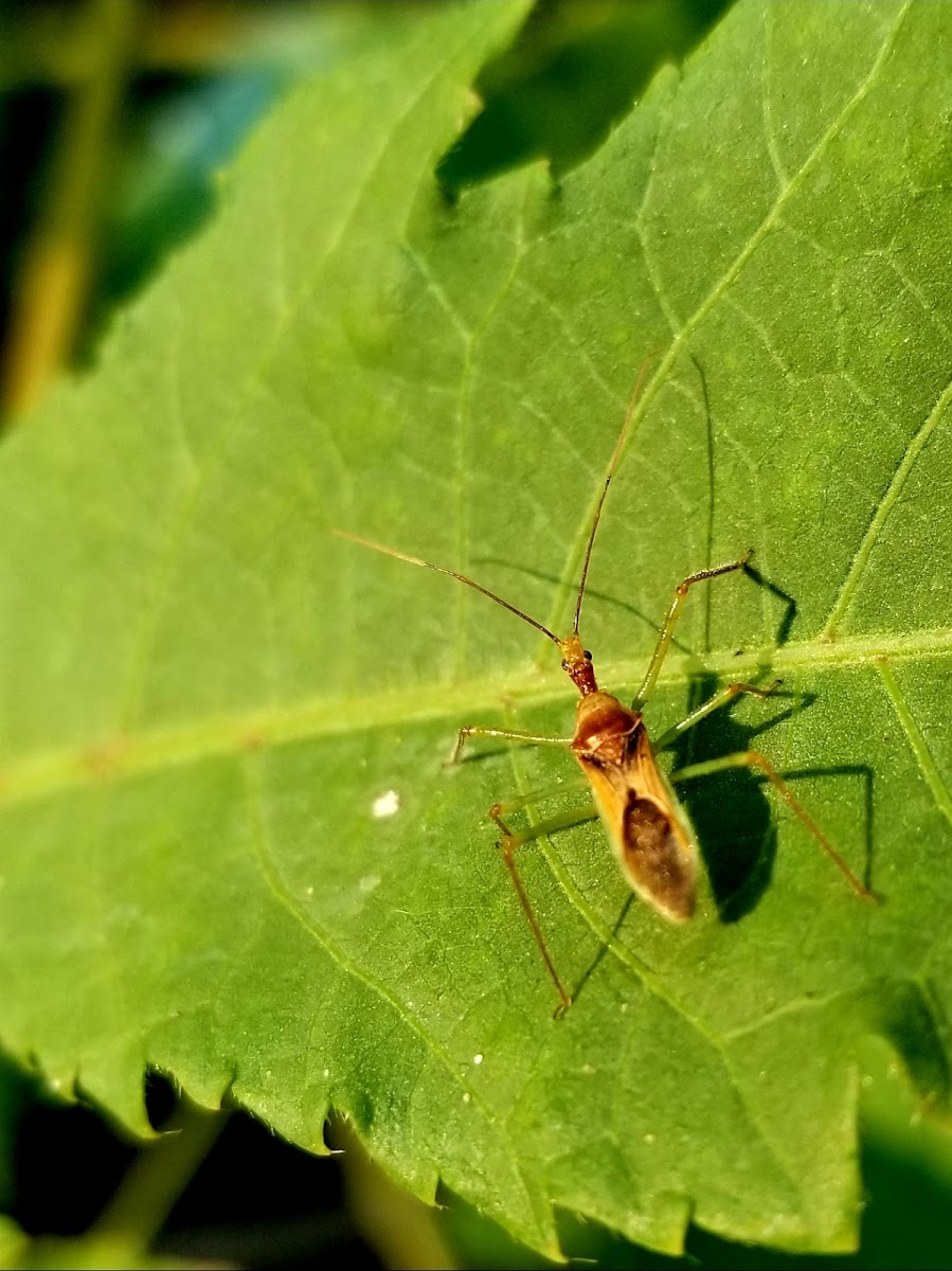 Leafhopper assassin bug