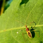 Leafhopper assassin bug