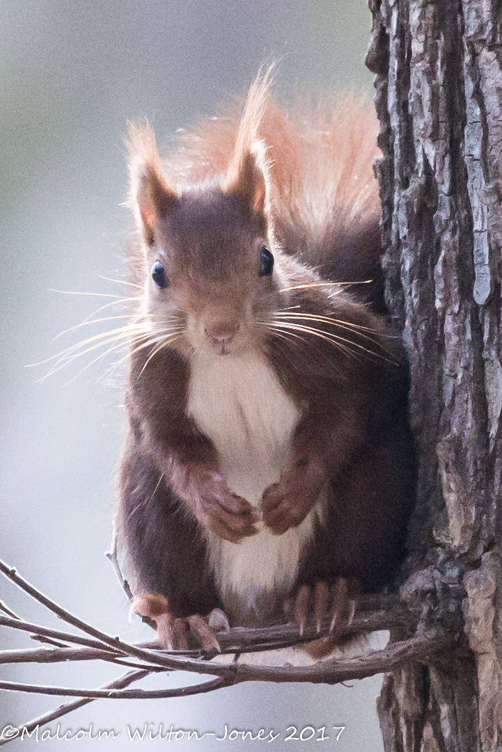 Red Squirrel; Ardillo Roja