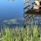 Planktonic algae