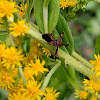 Assassin Bug