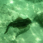 Reef squid