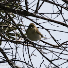 Chiffchaff; Mosquitero Común