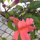 Red Trumpet Vine