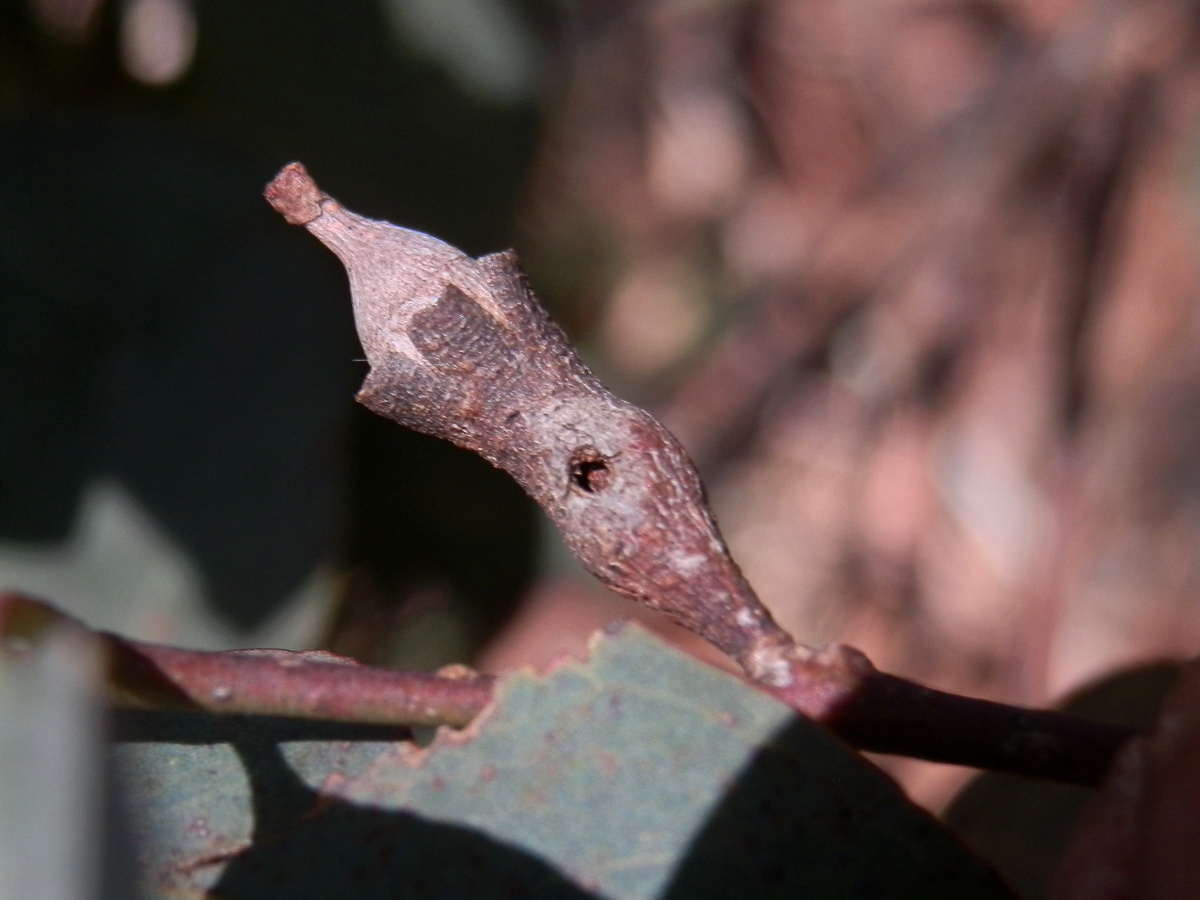 Eucalyptus stem gall