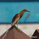 Indian Pond Heron