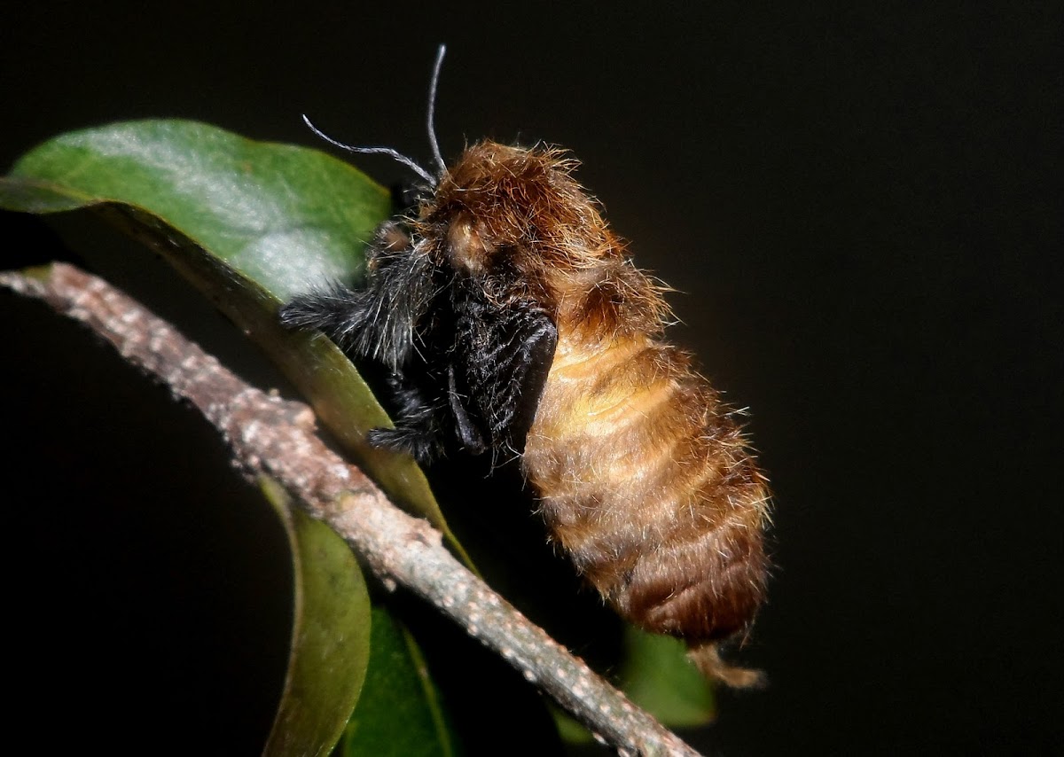 Flannel moth