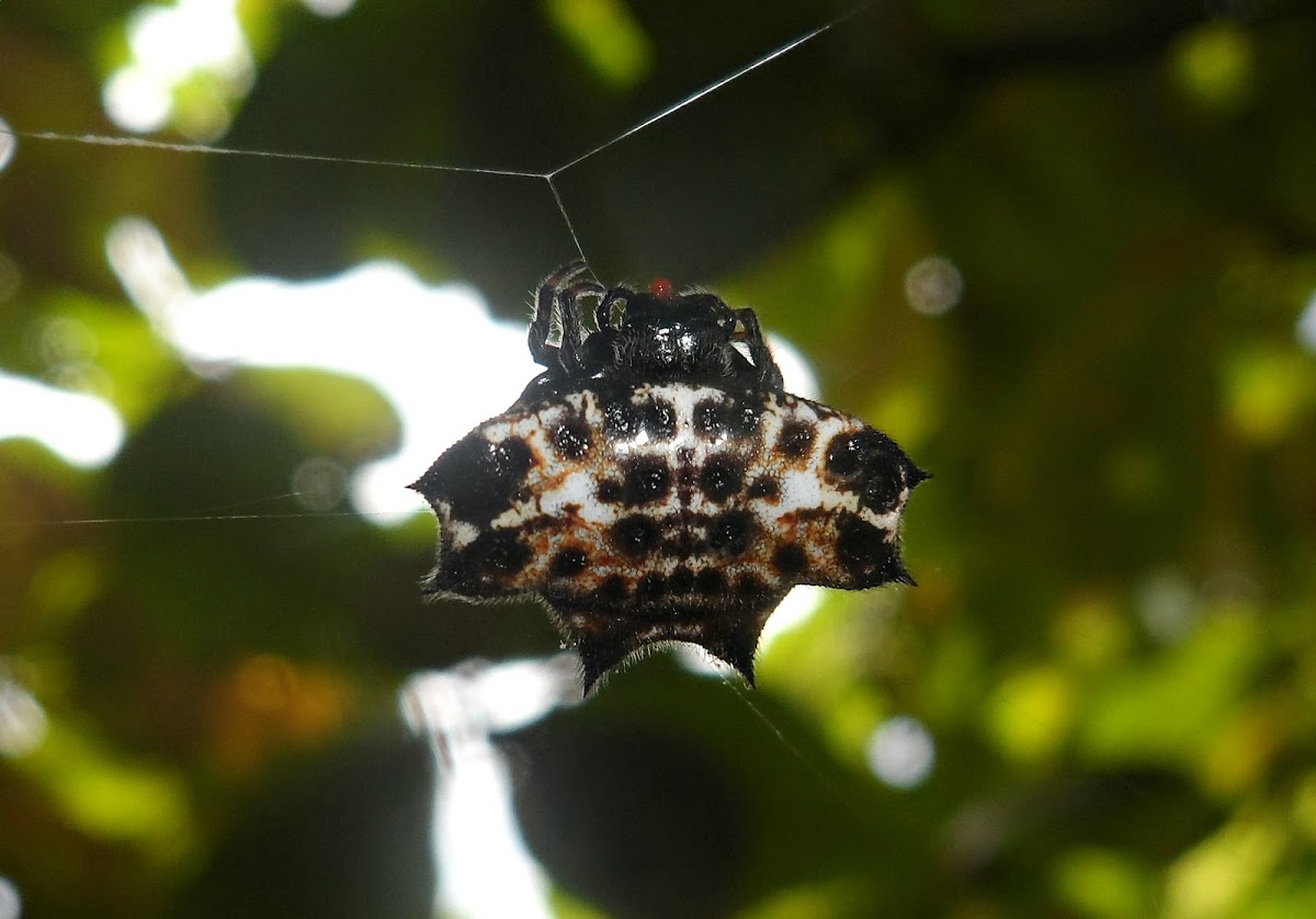 Orb-weaver spider