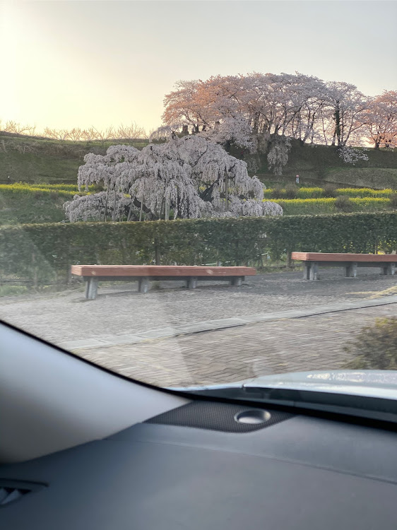 エクストレイルの桜　満開🌸・三春の滝桜・鶴ヶ城の桜・今年は開花が早いです🌸に関するカスタム事例の投稿画像3枚目