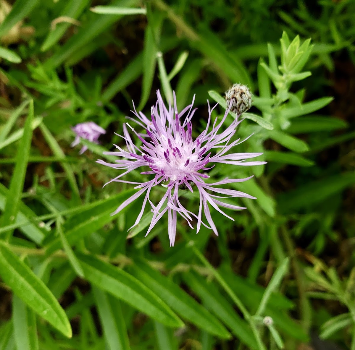 Spotted Knapweed