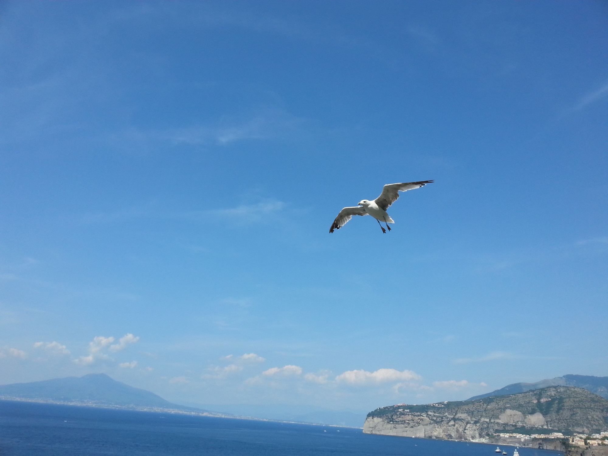 Gabbiano sul mare di Samia Dattilo