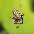 Orb-weaver Spider