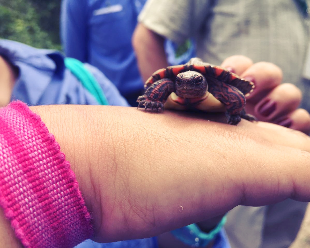 Tortuga Roja