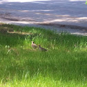 Grey Partridge