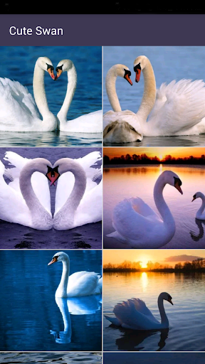 免費下載個人化APP|Swan Wallpapers-Beautiful Free app開箱文|APP開箱王