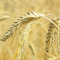 Item logo image for Big ears of wheat