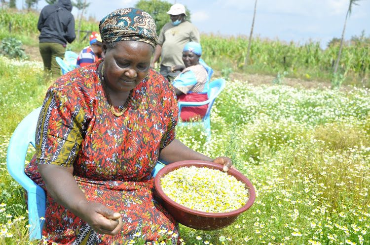 Tabitha Wangui from Ngamini village in Ndaragwa, Nyandarua County is in her second year since she started growing chamomile.