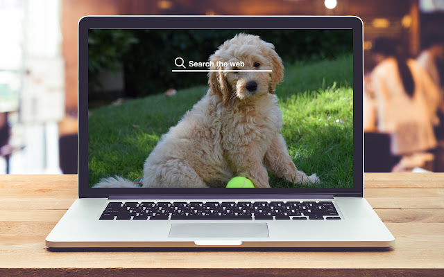 Golden Doodle HD Wallpapers Dog Theme