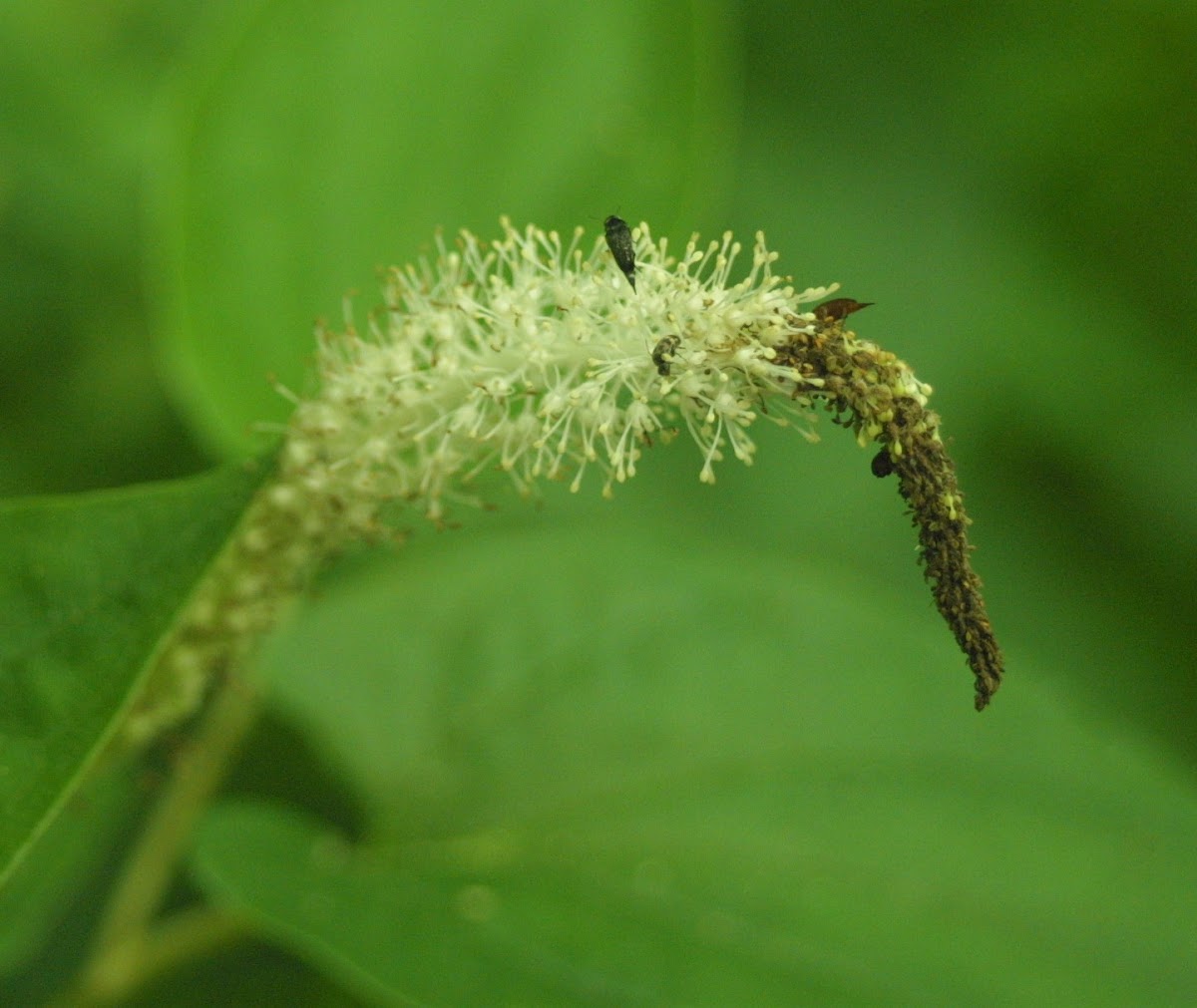 Lizard's Tail