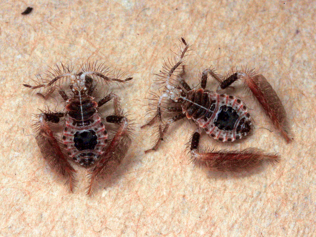 Feather legged assassin bug