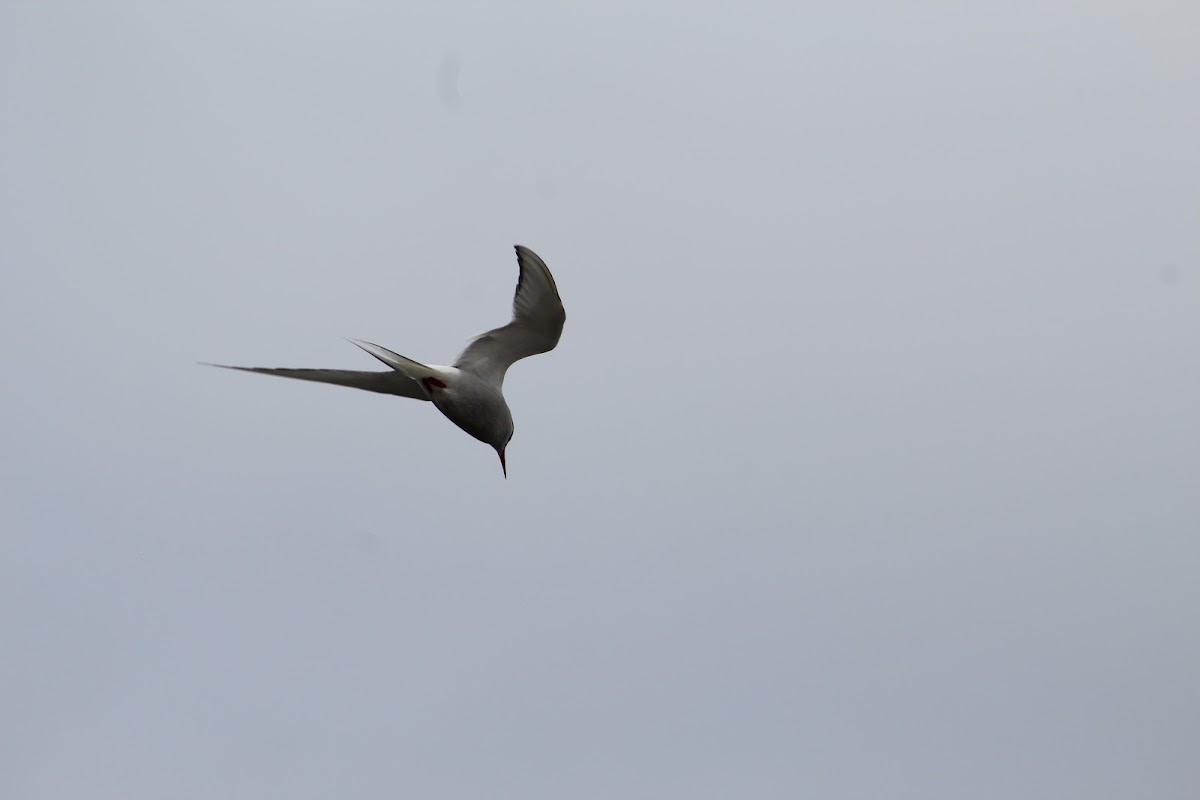 Arctic tern