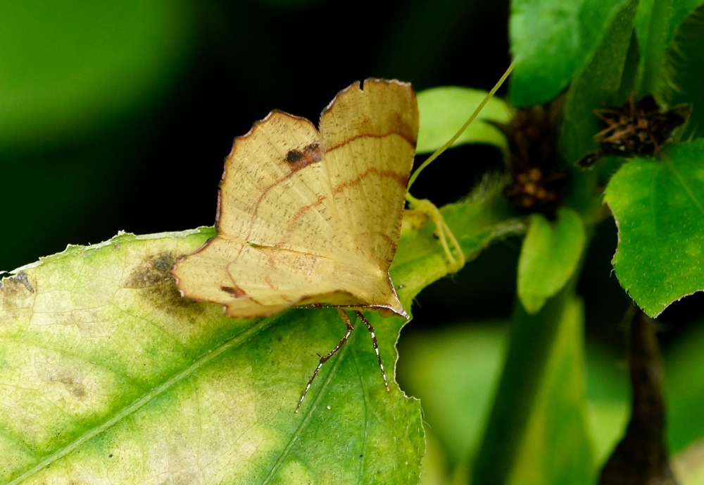 Geometrid moth