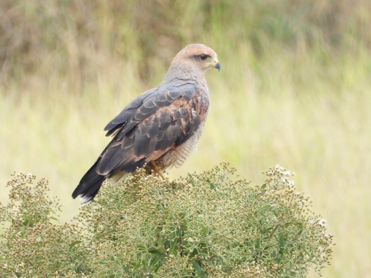 Savanna Hawk