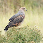 Savanna Hawk