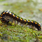 Yellow-Spotted Millipede